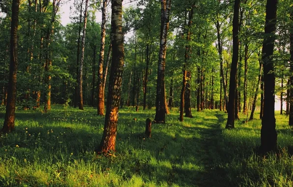 Picture greens, forest, landscape, morning, shadows, birch, sunlight