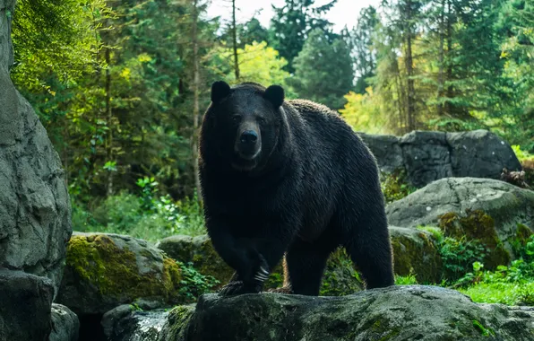 Bear, background, large, angry, wild, isolated, grizzly, himalayan