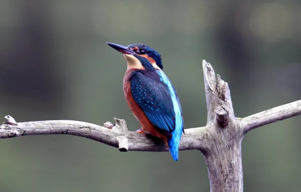 Bird, animal, wild life, european kingfisher, blue and red bird on gray branch selective photo, …
