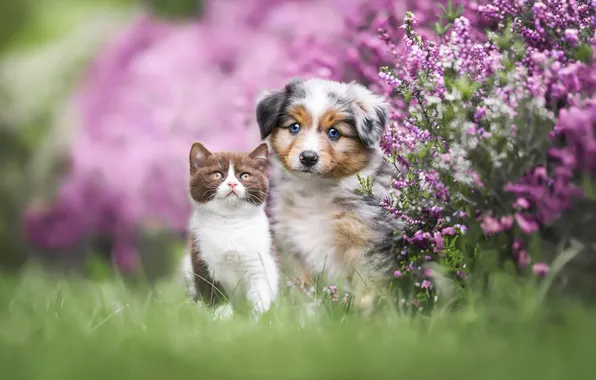 Cat, summer, grass, look, flowers, nature, kitty, glade