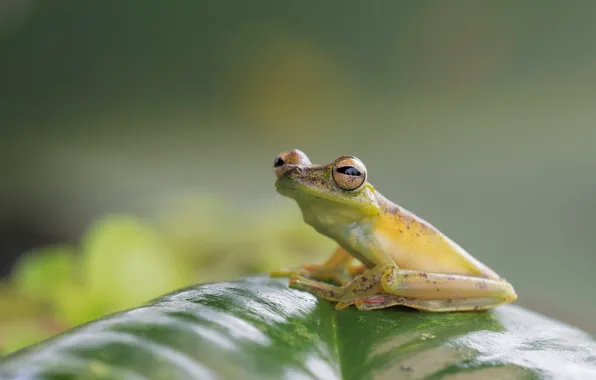 Picture leaves, background, leaf, frog, treefrog
