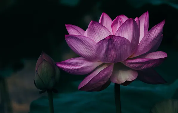 Leaves, macro, flowers, the dark background, petals, Lotus, pink, buds