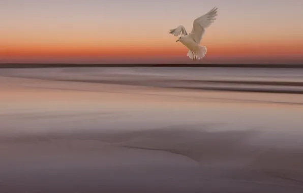 Sea, the sky, sunset, bird, Seagull, tide
