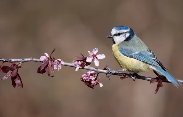 Picture flowers, branches, background, bird, spring, flowering, titmouse, tit