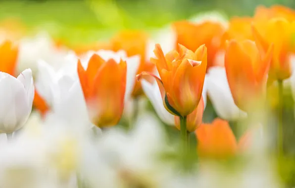 Tulips, buds, bokeh