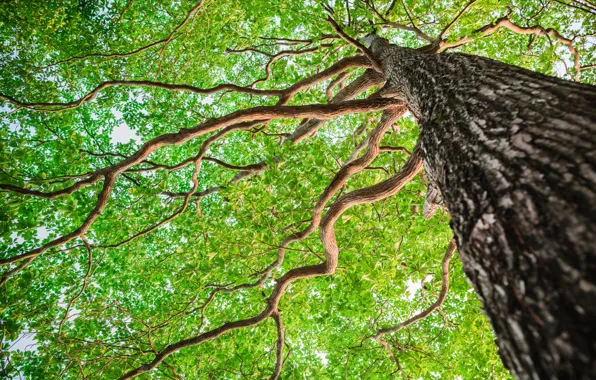 Picture forest, tree, bark