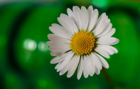 Flower, macro, petals, Daisy