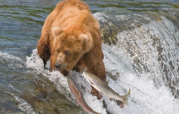 Wallpaper water, fish, river, bear, hunting, grizzly, fishing, salmon for  mobile and desktop, section животные, resolution 3401x2623 - download