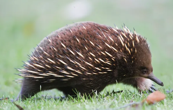 Animal, mammal, Australian echidna