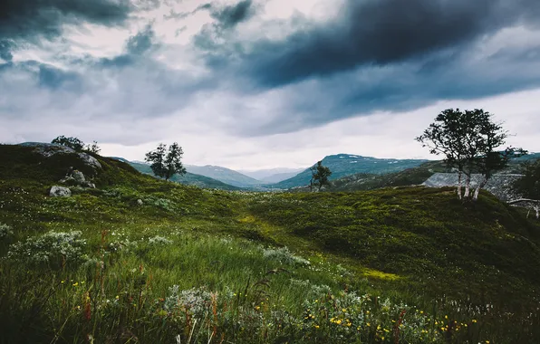 Grass, trees, flowers, clouds, hills