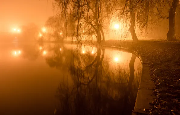 Light, trees, lights, fog, pond, Park, the evening, lights