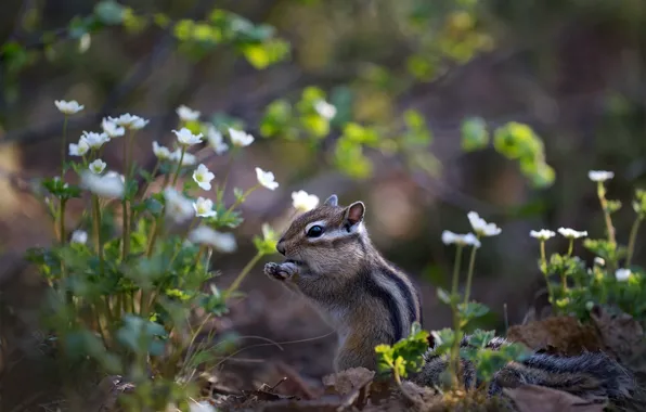 Flowers, Chipmunk, stand, meal