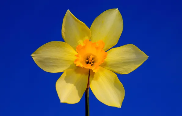Picture flower, the sky, petals, Narcissus