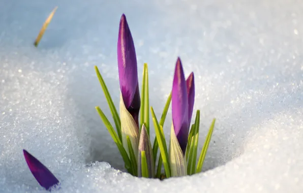 Picture snow, flowers, spring