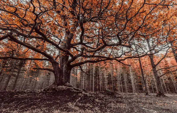 Picture autumn, nature, tree
