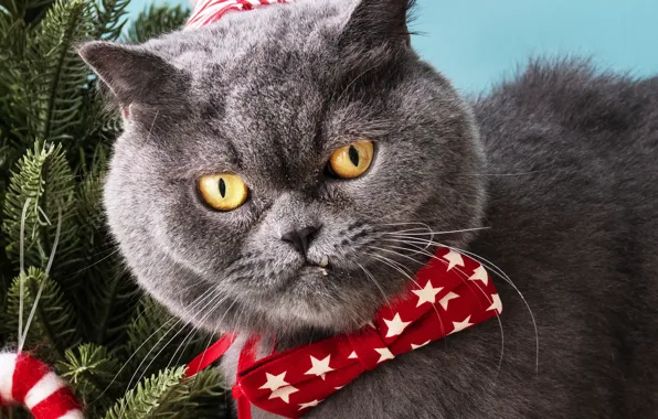Cat, cat, bow