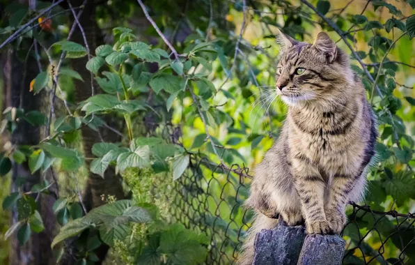 Cat, leaves, the fence