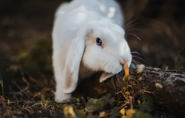 White, the dark background, hare, rabbit, fold