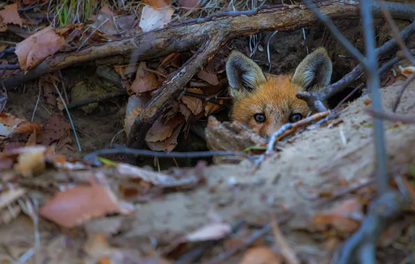 Picture autumn, leaves, Nora, Fox, face, Peeps, Fox