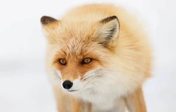 Look, face, portrait, Fox, white background, red, beauty, Fox