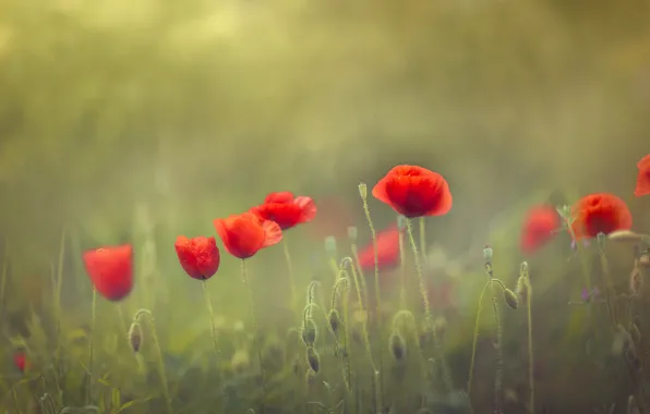 Summer, flowers, red, glade, Mac, Maki, green background