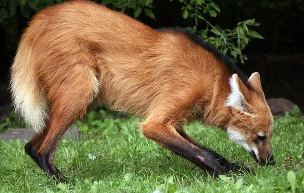 Fox, animal, maned wolf, sout american