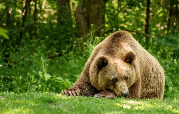 Picture greens, forest, summer, look, face, nature, pose, glade
