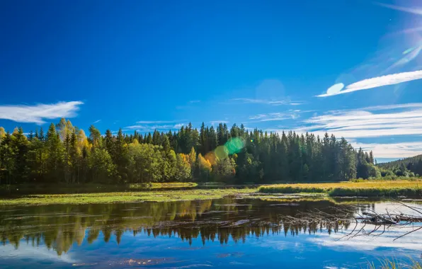 Picture autumn, forest, the sky, clouds, trees