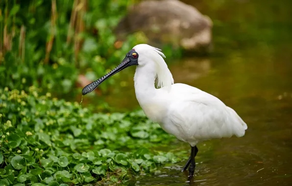 Picture white, leaves, bird, shore, pond, Spoonbill