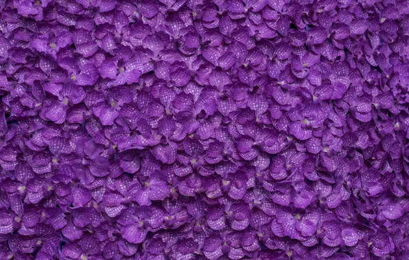 Flowers, background, petals, purple, background, purple, petals, floral
