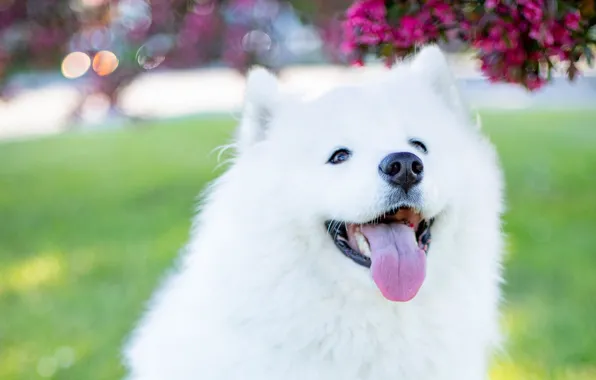 Language, light, flowers, branches, Park, glade, portrait, dog