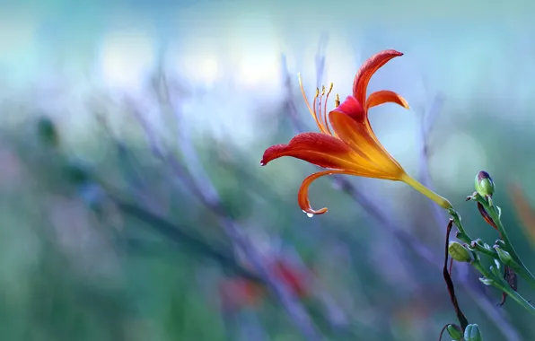Flower, background, Lily, red, bokeh