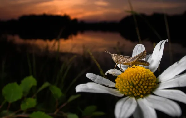 Picture flower, macro, Daisy, insect, grasshopper