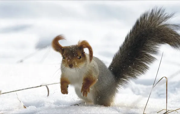 Animals, protein, hat, funny, animal, funny, squirrel, flaps