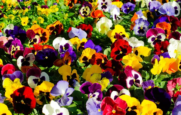 Flowers, glade, bright, yellow, purple, red, Pansy, flowerbed