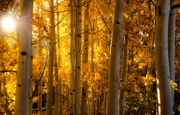 Autumn, forest, leaves, rays, light, Colorado, trunk, USA
