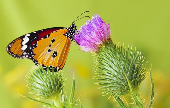 Picture butterfly, butterfly, monarch, Thistle