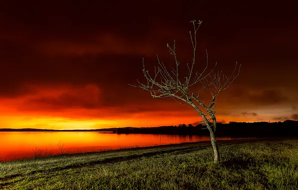 The sky, grass, light, clouds, lake, tree, shore, the evening