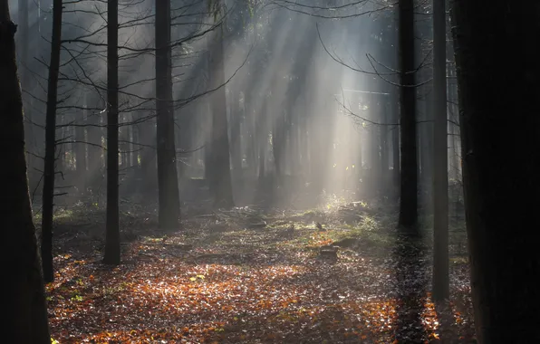 Picture autumn, forest, rays, light, nature, foliage