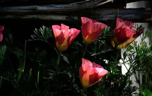 Greens, flowers, the dark background, Board, petals, red, escholzia