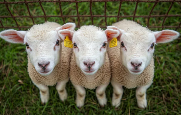 Grass, look, mesh, the fence, sheep, white, sheep, trio