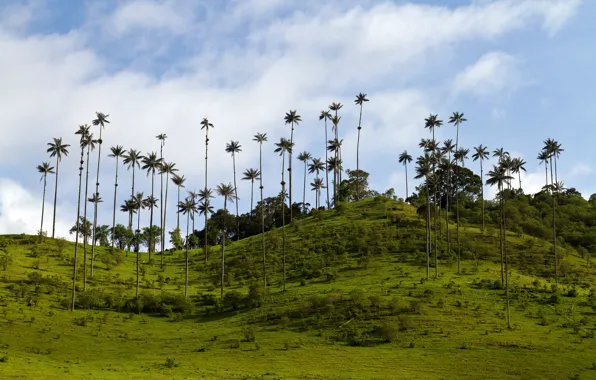 Greens, the sky, grass, clouds, trees, tropics, palm trees, hills