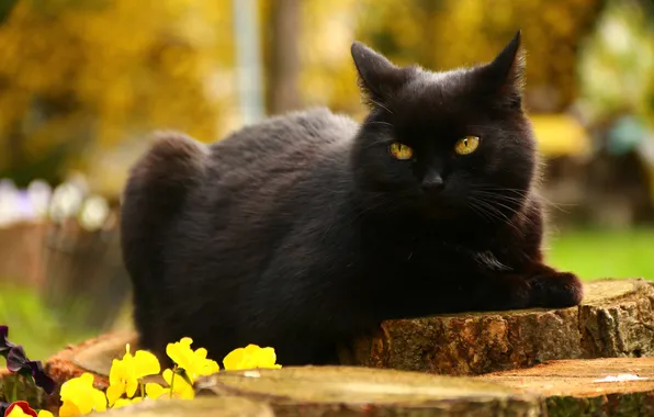 Cat, cat, look, flowers, pose, black, stump, face