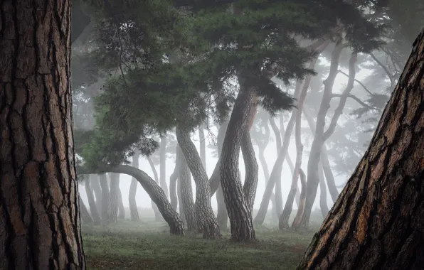 Picture trees, nature, fog, trunks, Merz Nathaniel