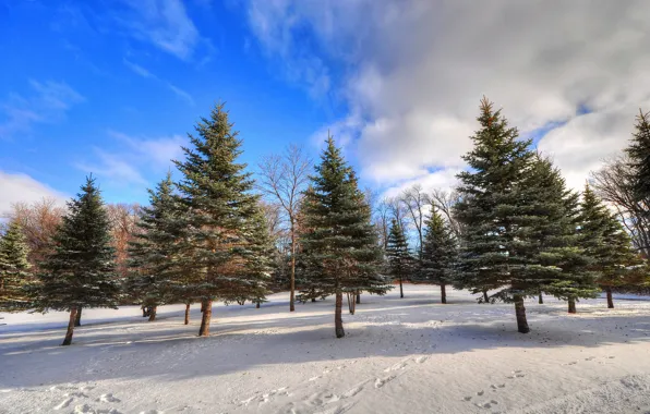 Picture winter, forest, the sky, clouds, snow, trees, traces, spruce