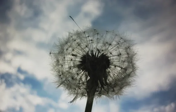 Summer, the sky, Dandelion