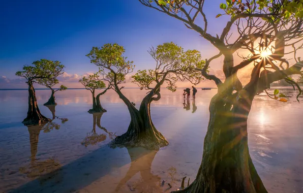 Beach, trees, Indonesia, the island of Sumba