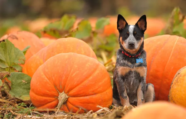 Picture field, look, orange, dog, pumpkin