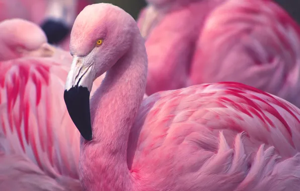 Look, bird, portrait, Flamingo, pink flamingos