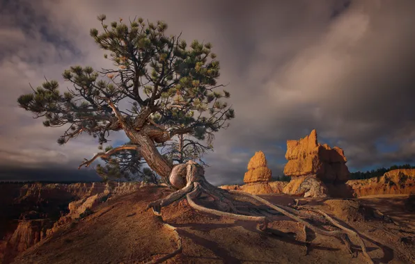 Mountains, branches, roots, tree, rocks, pine, canyons, crooked